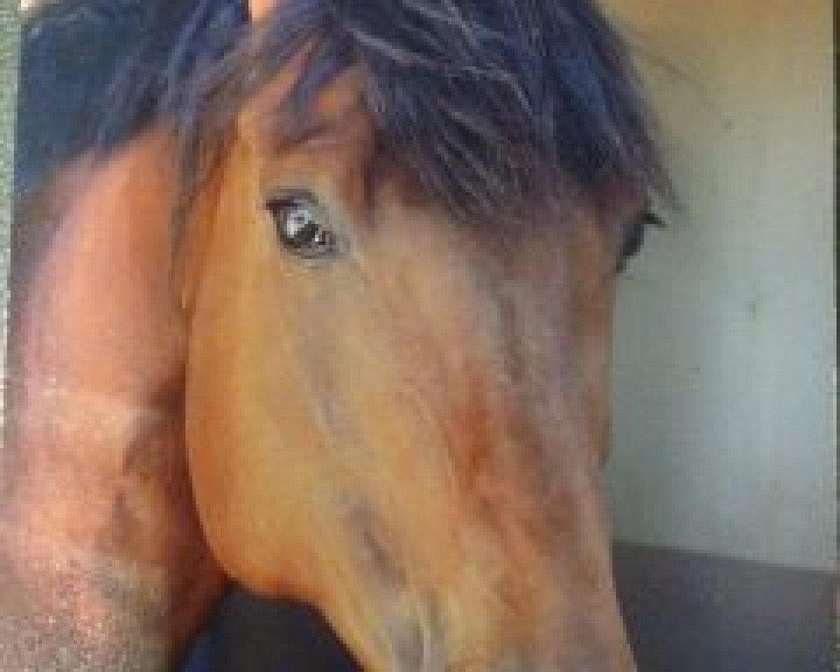 horse Sandokan xx (Thoroughbred, 2006, from Hondo Mondo xx)