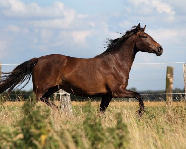 horse Marie af lille hav (Knabstrupper,  , from Tudor af Lille hav)