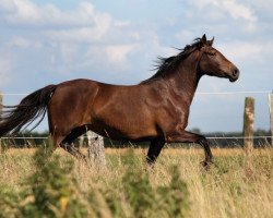 horse Marie af lille hav (Knabstrupper,  , from Tudor af Lille hav)