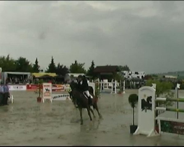 jumper Karst vd Riloo (Zangersheide riding horse, 2003, from Kashmir van't Schuttershof)