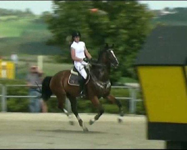 jumper S Umonia I (KWPN (Royal Dutch Sporthorse), 1999, from Heartbreaker)