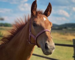 Pferd Tequila Fürst (Westfale, 2022, von Total Diamond PS)