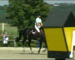 horse Warina 128 (KWPN (Royal Dutch Sporthorse), 2003, from Contender)