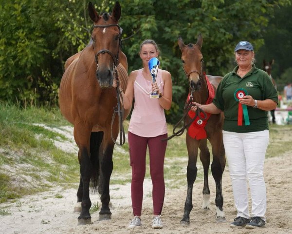 jumper Gobbi SLK (Oldenburg show jumper, 2022, from Go-On T.s.)