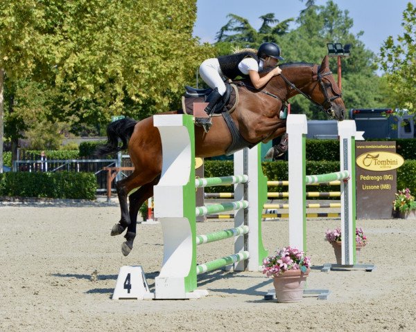 dressage horse Mr Hispec (Irish Sport Horse, 2004, from My o My)