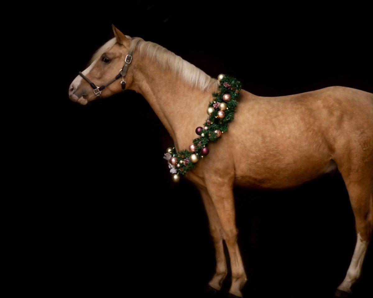dressage horse Dream on AT (German Riding Pony, 2018, from Dreamtime AT)
