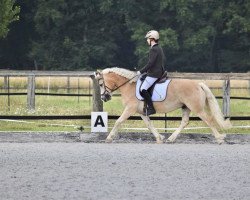 dressage horse Bandido 8 (Haflinger, 2017, from Borneo)