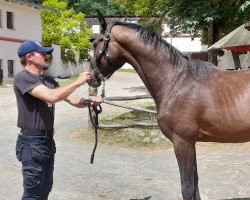 stallion Come to me SL (Bavarian, 2020, from 2468 Cornessini)