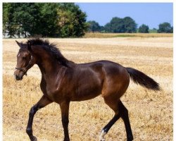 jumper Chica S (German Warmblood, 2022, from Chubakko)