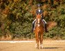 jumper Tanja's Moonlight (German Riding Pony, 2011, from Theo Jackson)