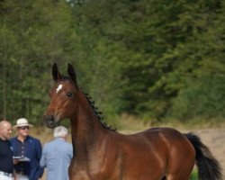 jumper Stute von Rythmic DK / Stalypso (Oldenburg show jumper, 2022, from Rythmic Dk)