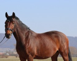 dressage horse Grand Master Flash (KWPN (Royal Dutch Sporthorse), 2011, from Whistler)