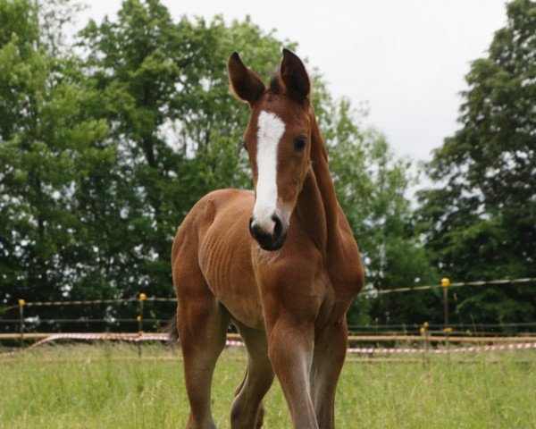 Dressurpferd Toffi Fee (Trakehner, 2022, von High Motion 2)