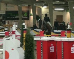 jumper Conte K (German Sport Horse, 2006, from Continue)