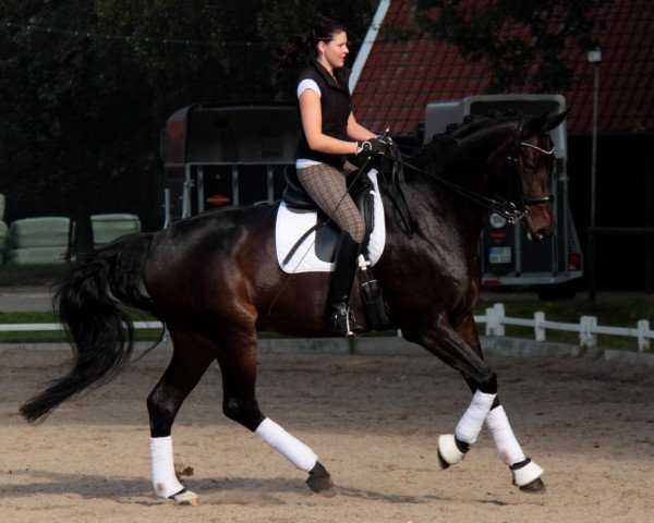 dressage horse Rubeus K (Hanoverian, 2000, from Rosentau)