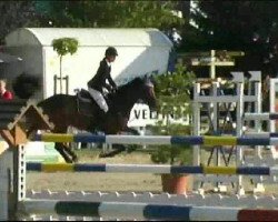 jumper Ardenta (KWPN (Royal Dutch Sporthorse), 2005, from VDL Cardento 933)