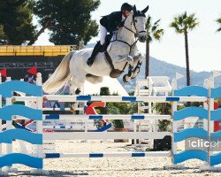 jumper Baldur 75 (Oldenburg show jumper, 2009, from Baloussini)