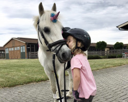 dressage horse Kelly (Tinker / Irish Cob / Gypsy Vanner, 2000, from Friars Super Trooper)