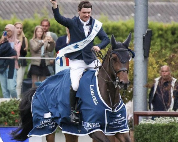 Springpferd Hhs Calais (Irish Sport Horse, 2011, von Cavalier Royale)