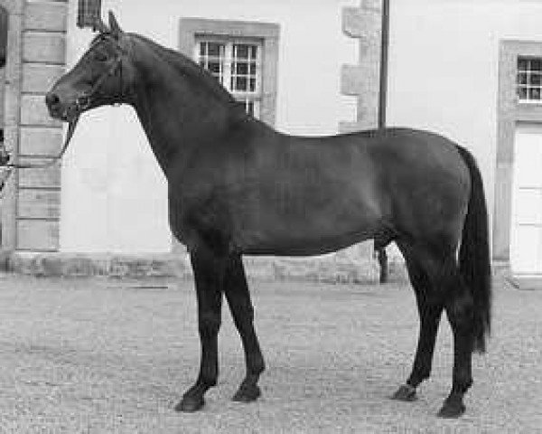 stallion Rosenduft (Westphalian, 1984, from Rosenkavalier)