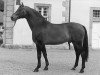 stallion Rosenduft (Westphalian, 1984, from Rosenkavalier)