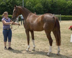 dressage horse Pinga Pura (Westphalian, 2007, from Peking)