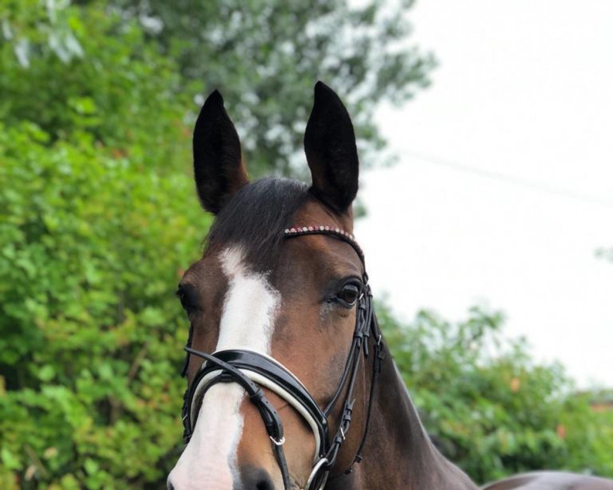 dressage horse Sydney 242 (Sachs-door. Heavy Warmbl., 2005, from Epomeo)