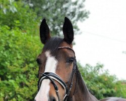 dressage horse Sydney 242 (Sachs-door. Heavy Warmbl., 2005, from Epomeo)