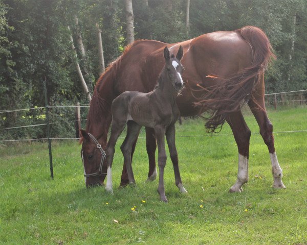 dressage horse Enamorada L (Hanoverian, 2022, from Ellis NRW)