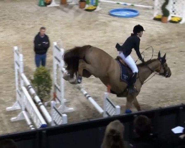 jumper Zartouche (KWPN (Royal Dutch Sporthorse), 2004, from Carthago)