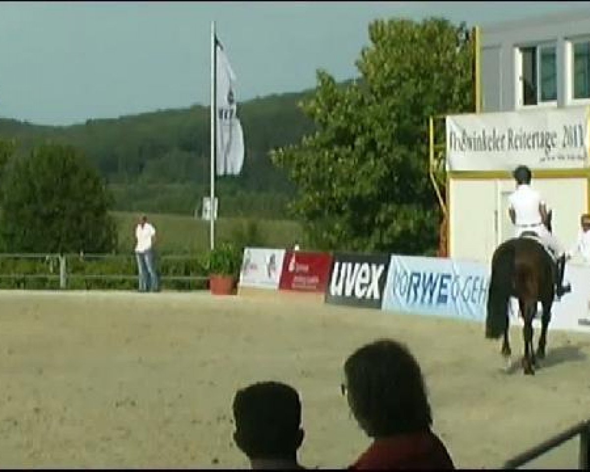 Springpferd Stak's Stormy (Hannoveraner, 2000, von Stakkato)