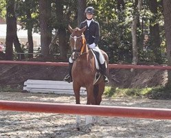 dressage horse Feingold (Hanoverian, 2018, from Fuechtels Floriscount OLD)