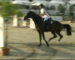 jumper Leo Franco (Oldenburg show jumper, 2005, from Lord Pezi)