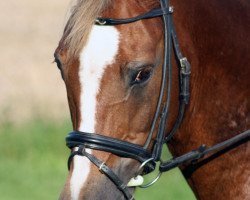 horse Tunkashila (German Riding Pony, 1992, from Tashunko)