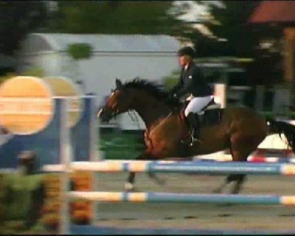 jumper Zodiak - M (anglo european sporthorse, 2004, from Okkie Trooi)