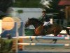 jumper Zodiak - M (anglo european sporthorse, 2004, from Okkie Trooi)