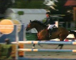 jumper Zodiak - M (anglo european sporthorse, 2004, from Okkie Trooi)