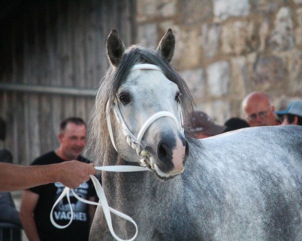 dressage horse Hydromel (Freiberger,  , from Hayden PBM CH)