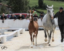 broodmare Labelle (Freiberger,  , from L'Artiste III CH)