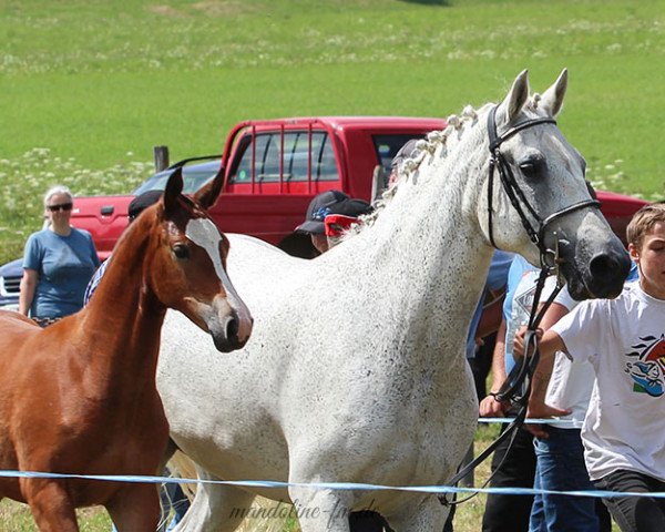 broodmare Havanie (Freiberger,  , from Havane)