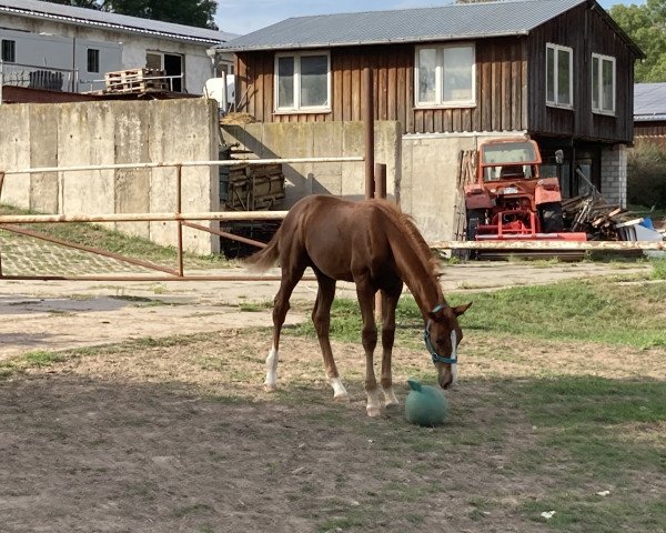 dressage horse Don Quijote (German Sport Horse, 2022, from Don Royal)