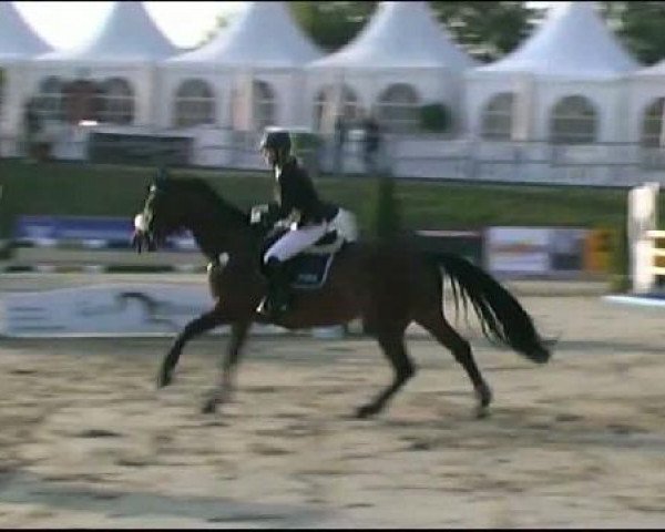 horse Lacostina 2 (Hessian Warmblood, 2004, from Lancado)