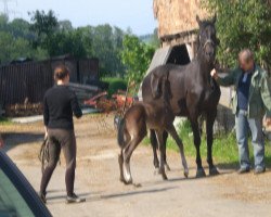 Zuchtstute Riamossa (Westfale, 1996, von Rosenduft)