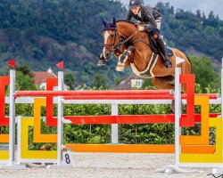 jumper La Mirage 16 (Oldenburg show jumper, 2008, from Lordanos)