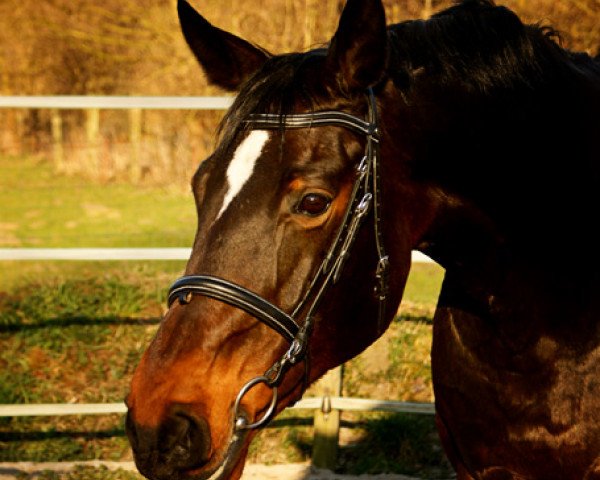 Pferd Fidji (Westfale, 1995, von Fittipaldi)