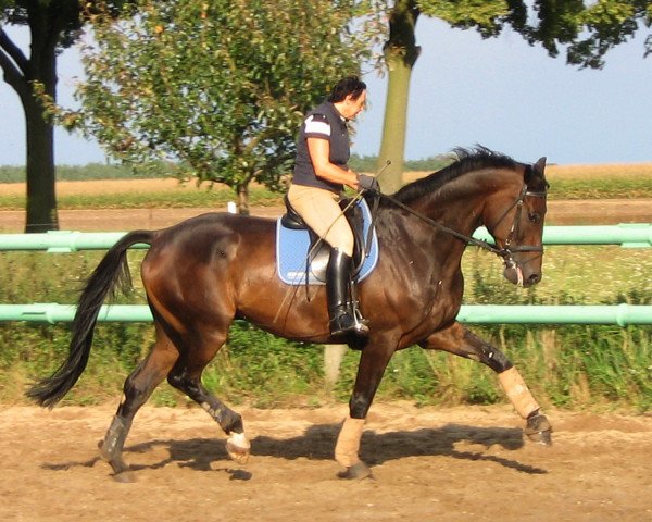 dressage horse Florican (Bavarian, 2006, from Faustinus)