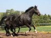 broodmare Tapana vom Wellberg (Westphalian, 2003, from Piaster van de Mespel)