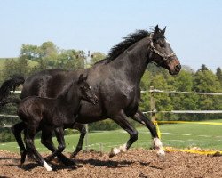 broodmare Tapana vom Wellberg (Westphalian, 2003, from Piaster van de Mespel)