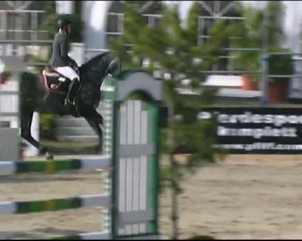 horse Corsina (German Sport Horse, 2005, from Carismo II 123 FIN)