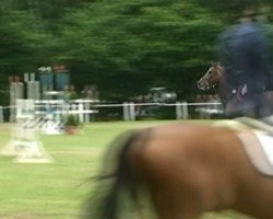 jumper Arnon van het Traveins (Belgian Warmblood, 2000, from Clinton)